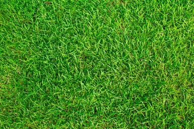 Choosing the Right Grass Seed